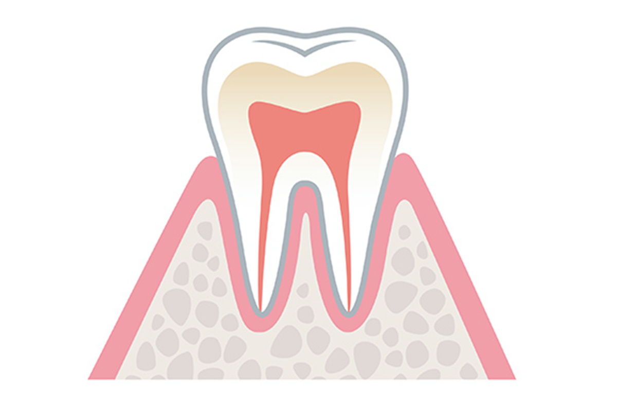 正常な歯ぐき